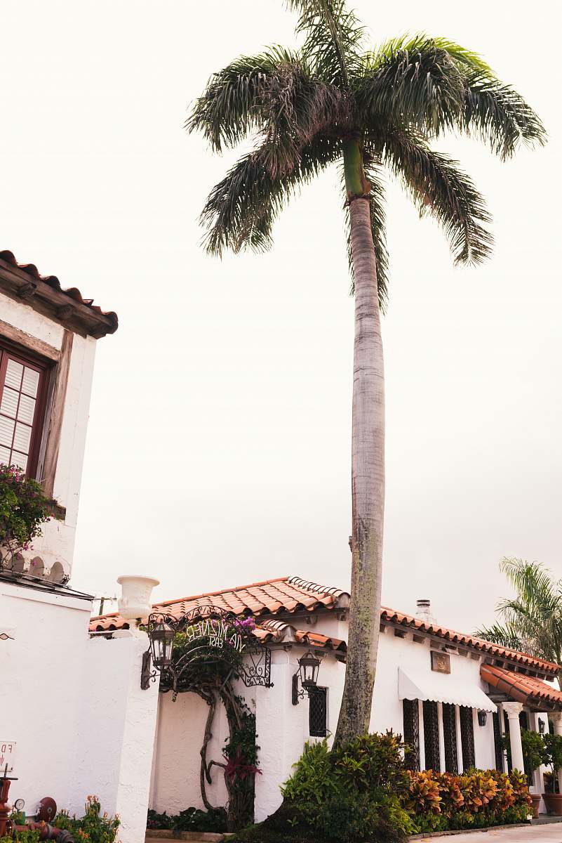 tree palm tree beside houses palm tree