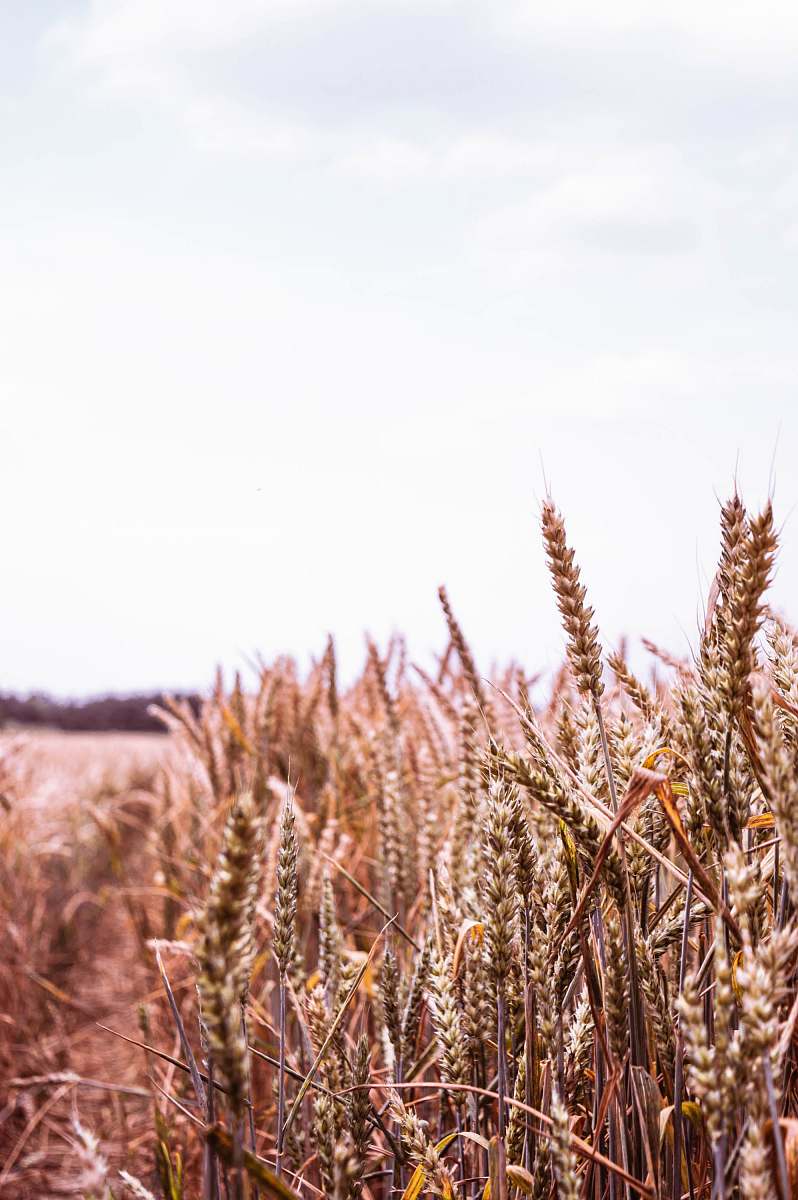 food photo of brown wheat vegetation
