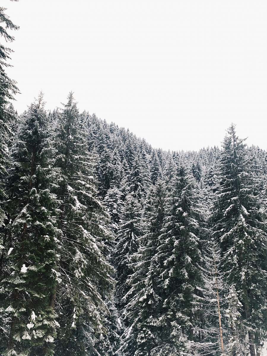 tree photo of green pine trees fir