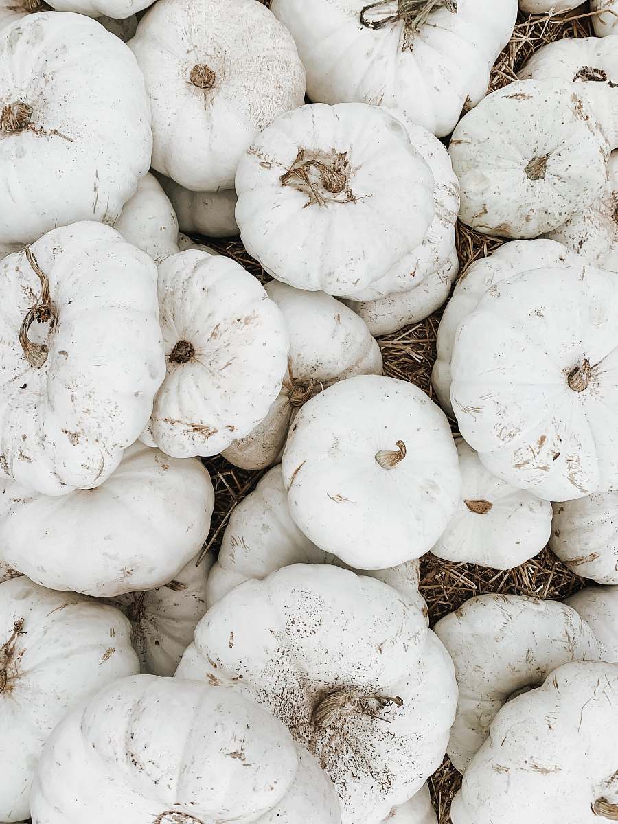 pumpkin pile of white squash vegetables food