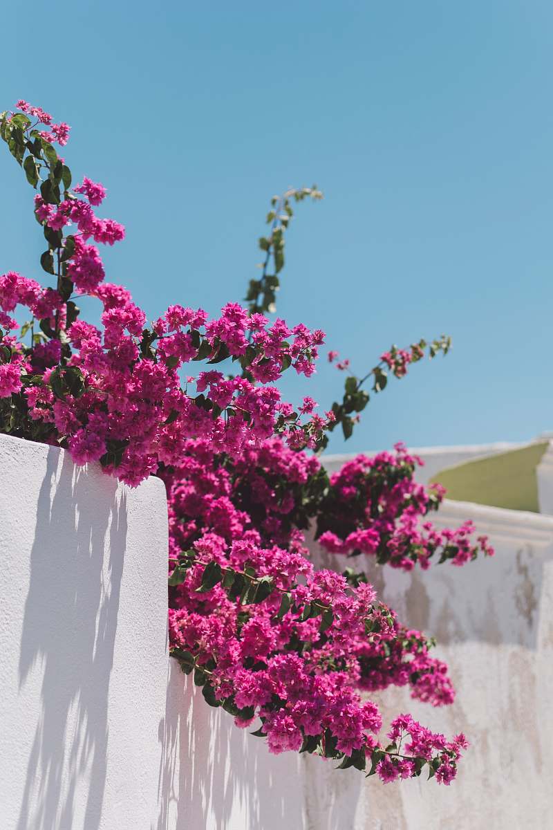 santorini pink flowers with green leaves greece