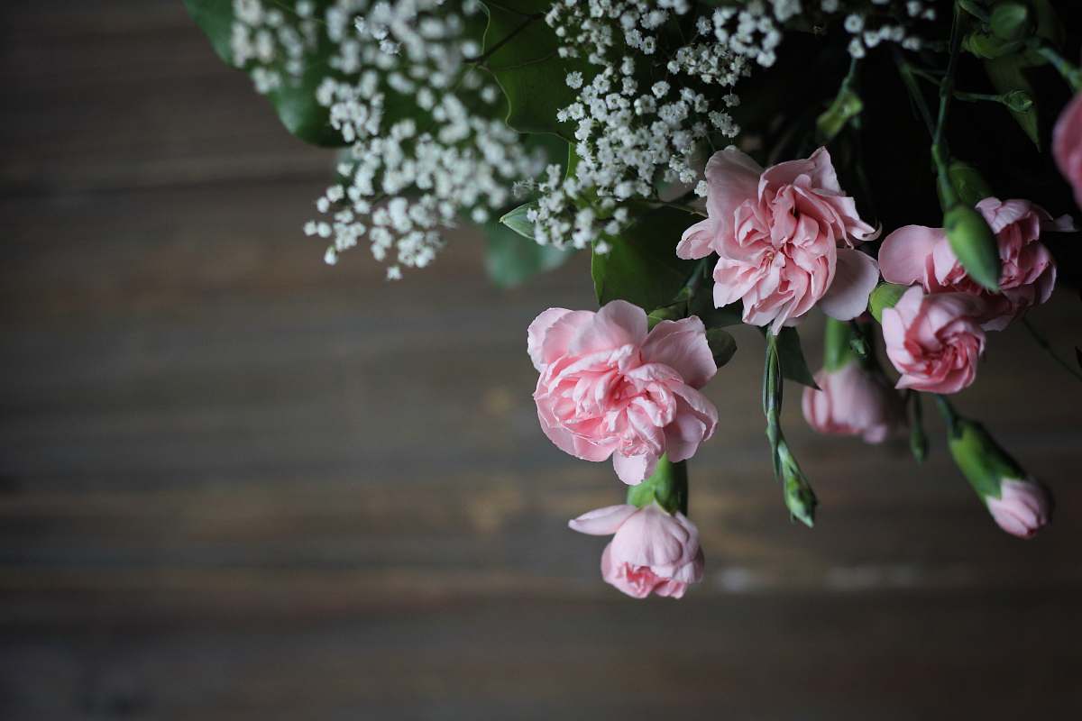 flower pink petaled flower blossom