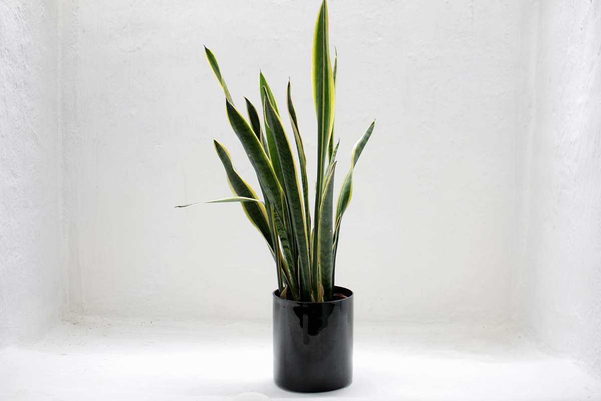 blossom potted gold snake plant flower