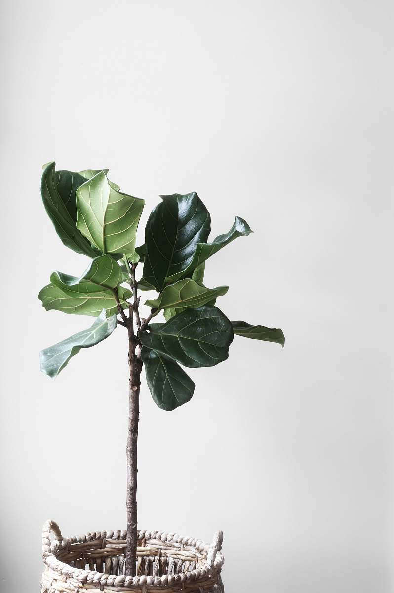 tree potted green plant beside wall minimal