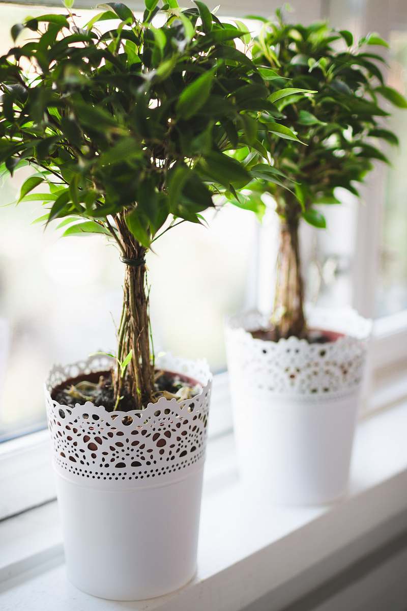 bonsai potted green plant near window plants