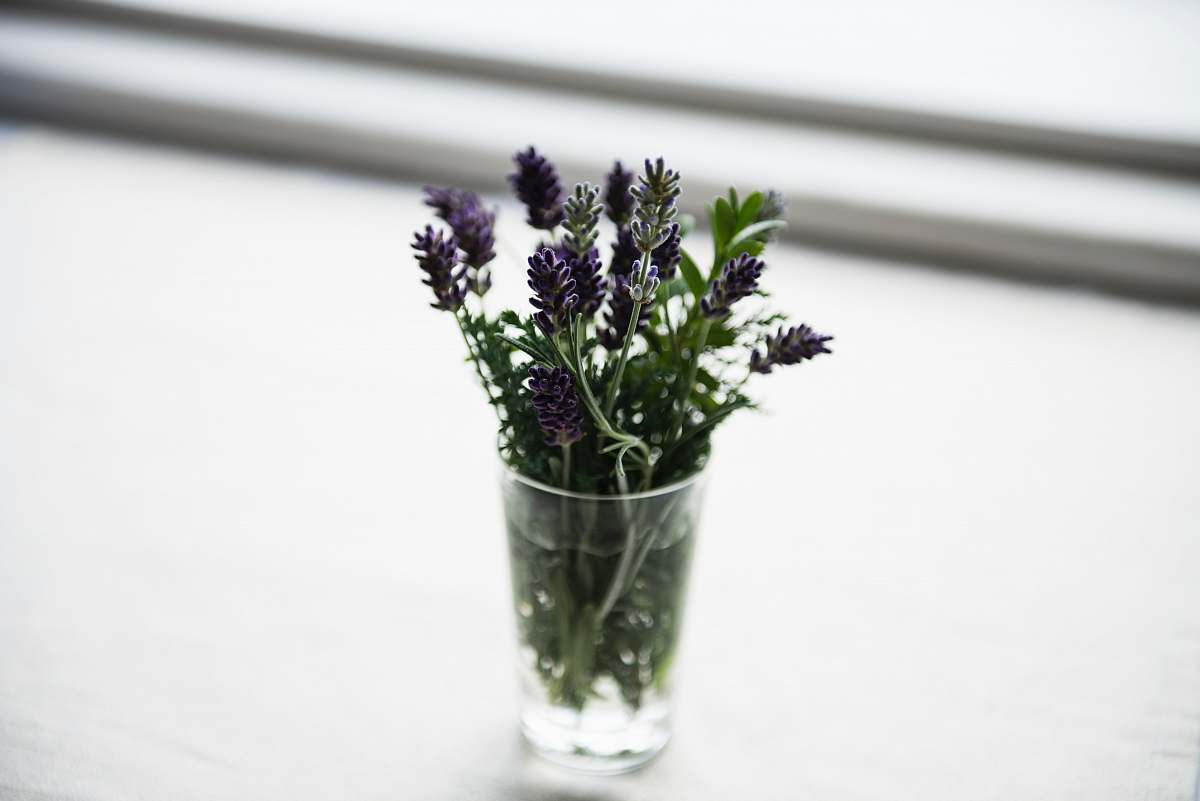 lavender purple-leafed tree flower