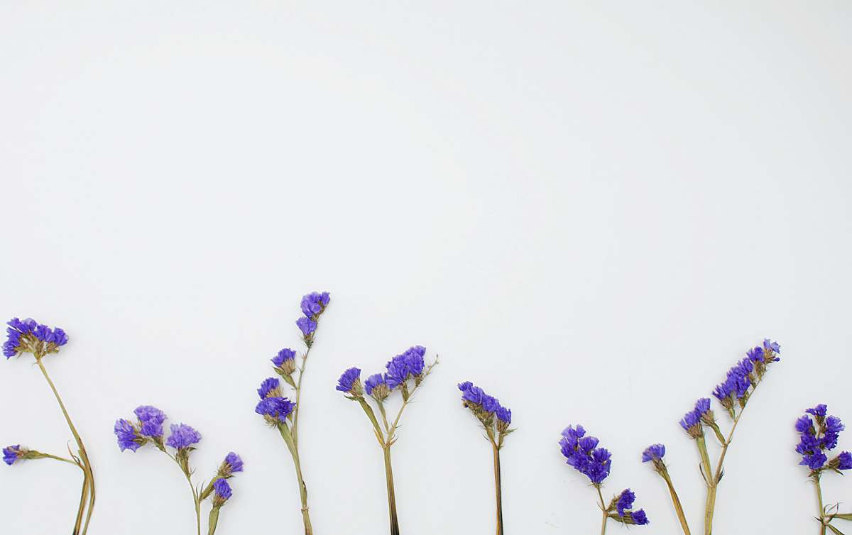 blossom purple petaled flower plants iris