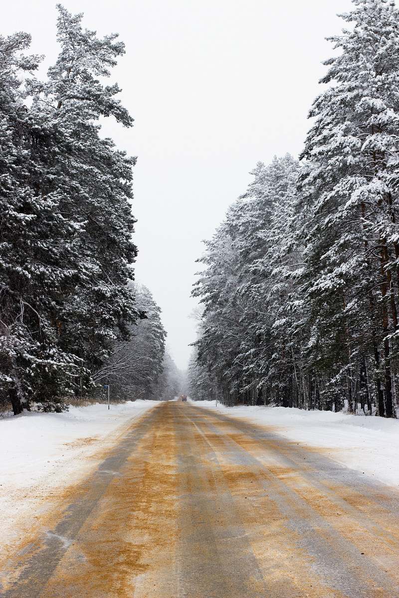 abies road covered in snow tree