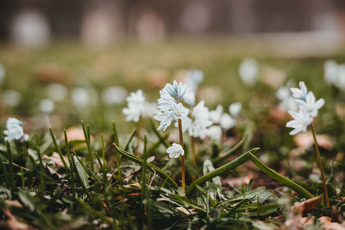 flower selective focus photo of white-petaled flower blossom