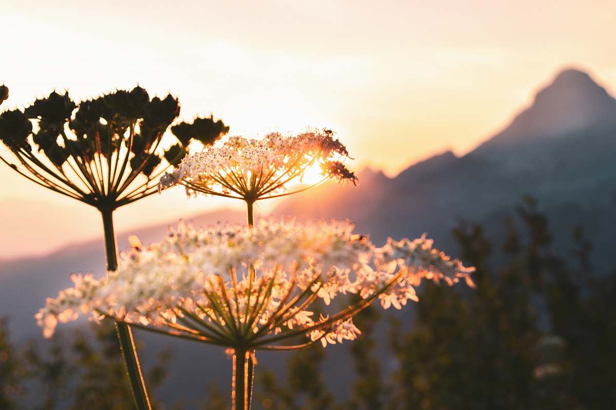 dill selective focus photograph of dandelion flora