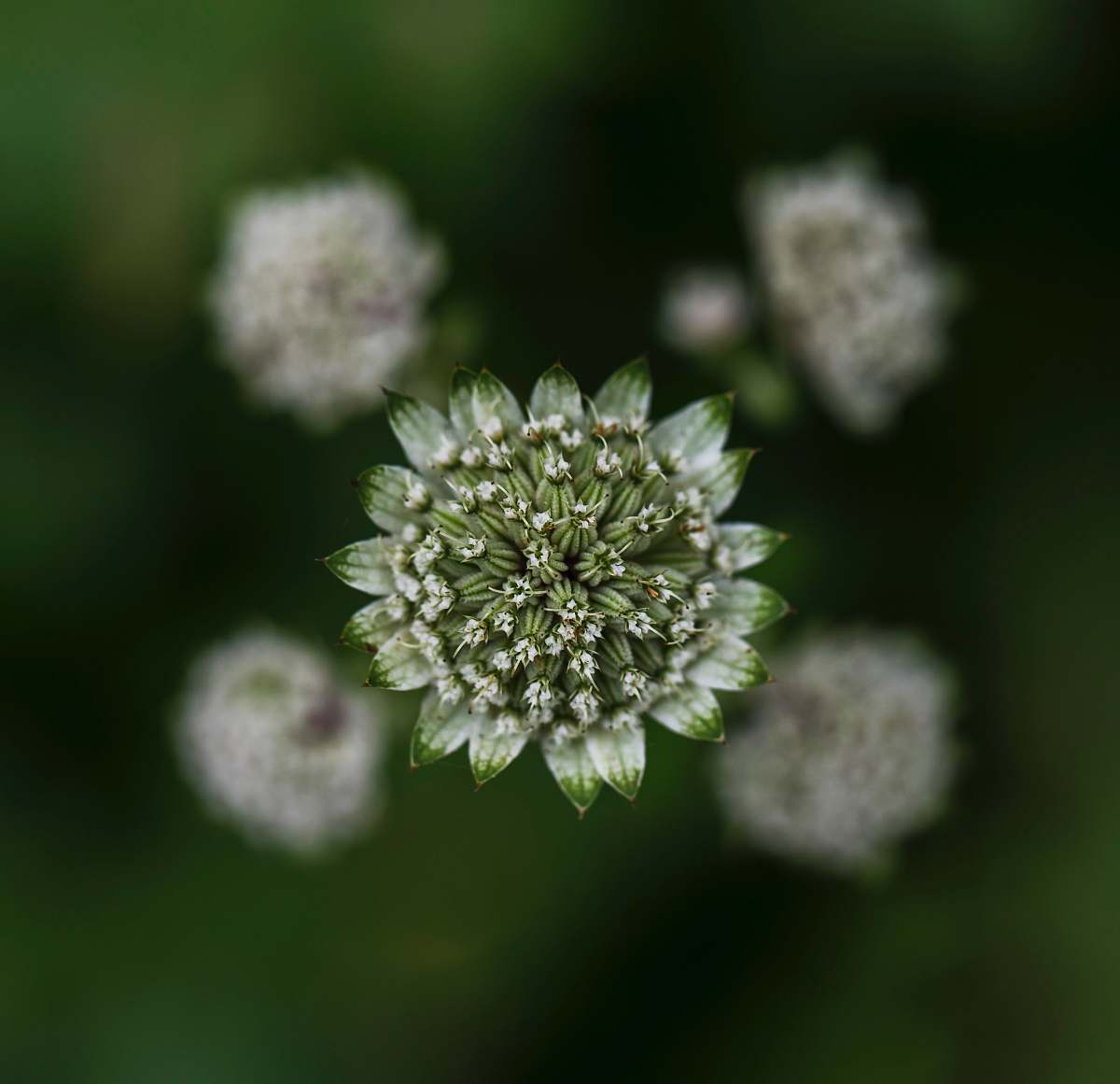 flower selective-focus photograph of white flower blossom