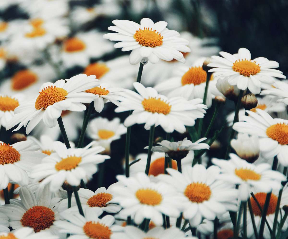 blossom selective focus photography of daisy flower field daisies