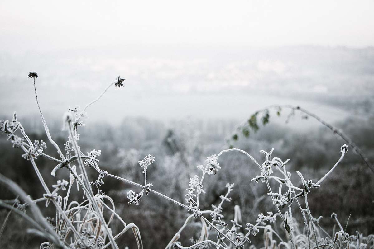 frost selective focus photography of flower ice