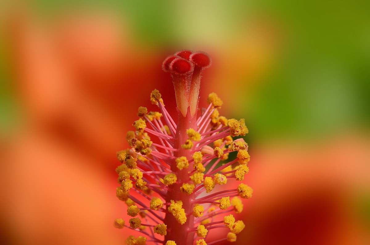 pollen selective focus photography of flower india
