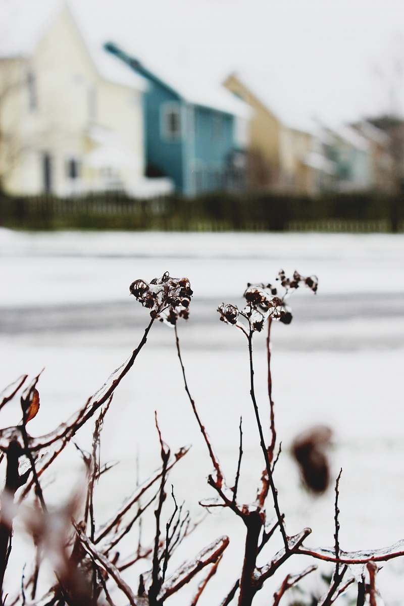ice selective focus photography of petaled flower covered with ice near road frozen