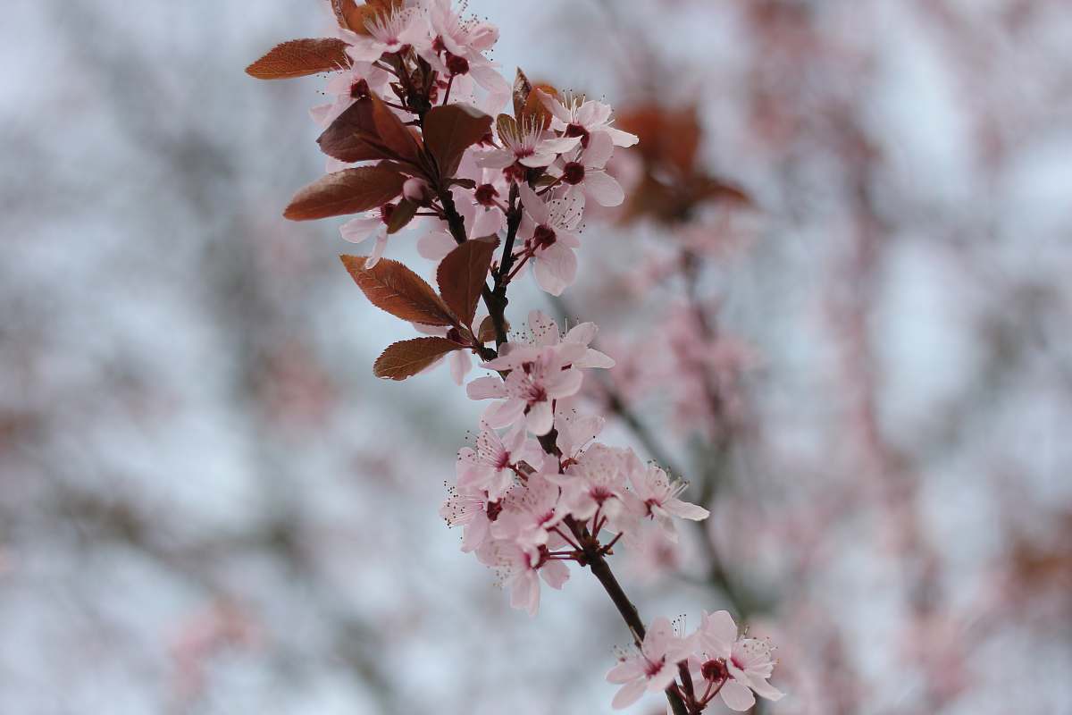 blossom selective focus photography of pink-petaled flowers flower