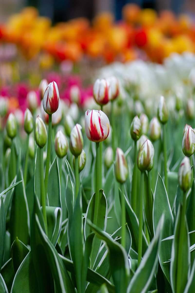 blossom selective focus photography of red and white tulip flowers flower