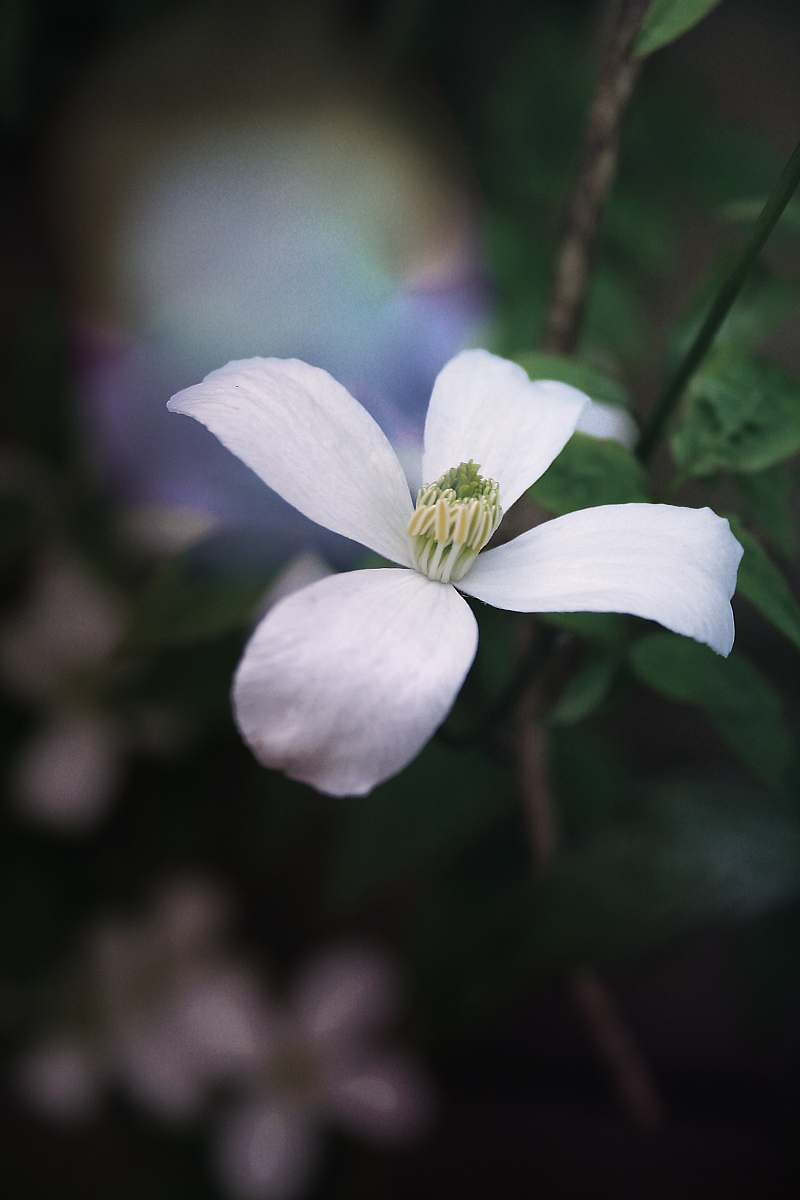 blossom selective focus photography of white 4-petaled flowers flower