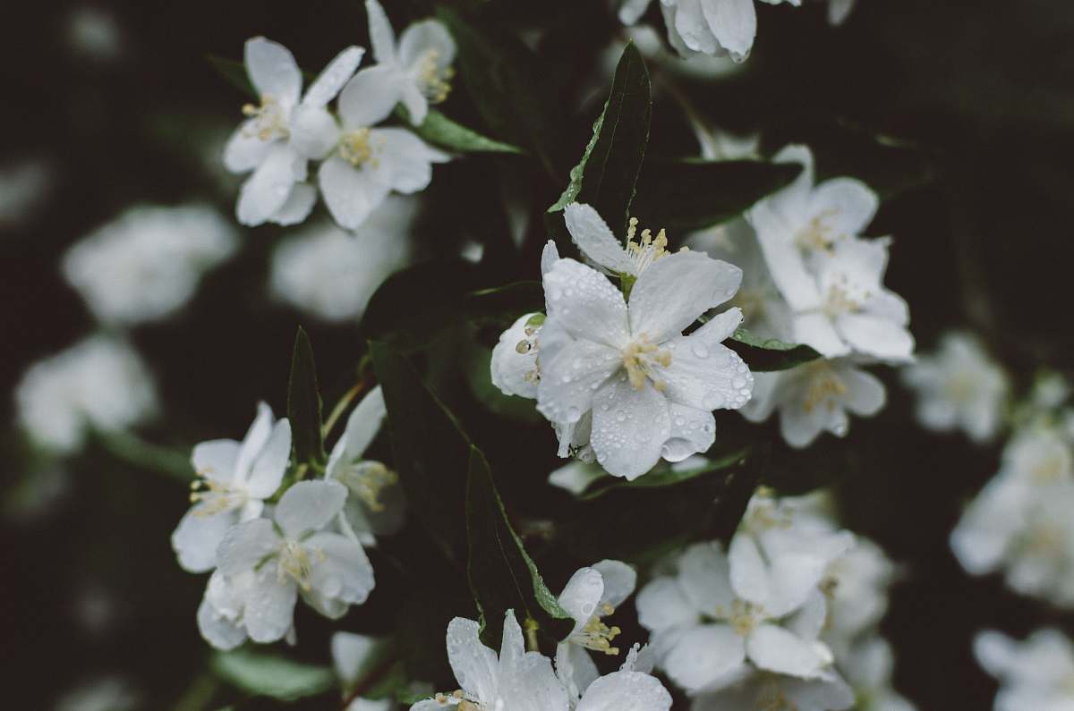 blossom selective focus photography of white flower flower