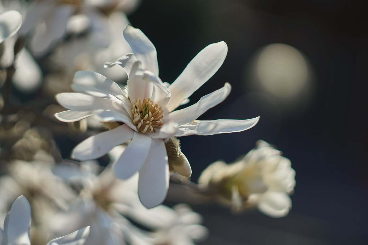 blossom selective focus photography of white flowers pollen