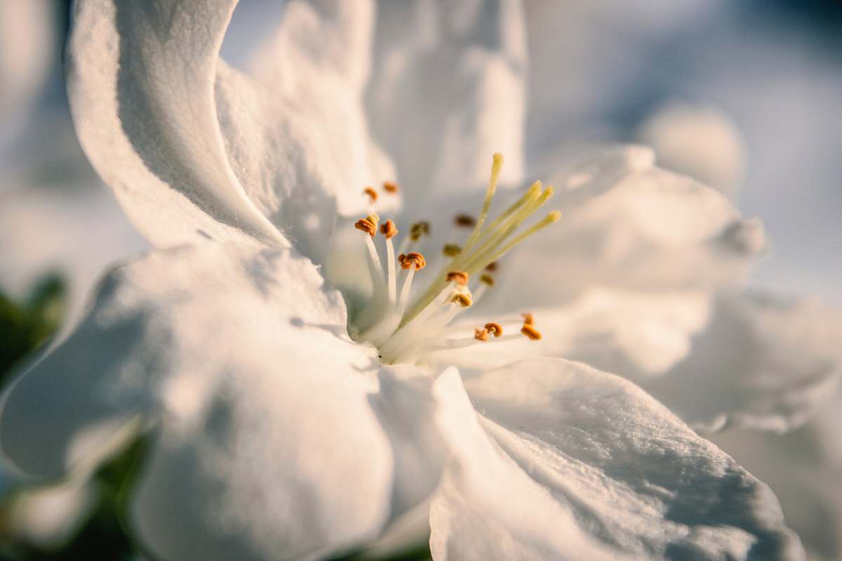 pollen selective focus photography of white petaled flower in bloom blossom