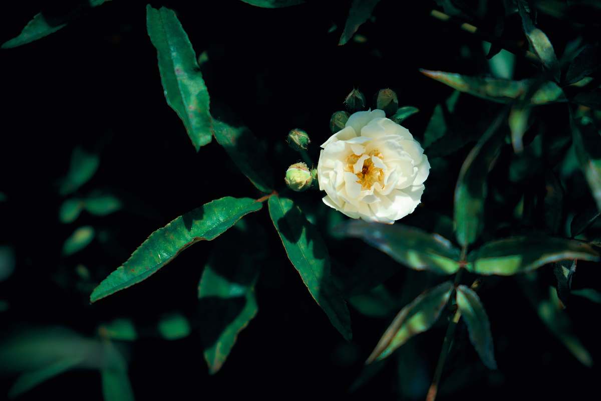 flower shallow focus photo of white flower blossom