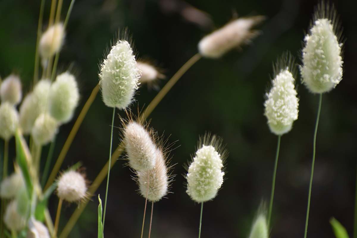 blossom shallow focus photo of white flowers grass