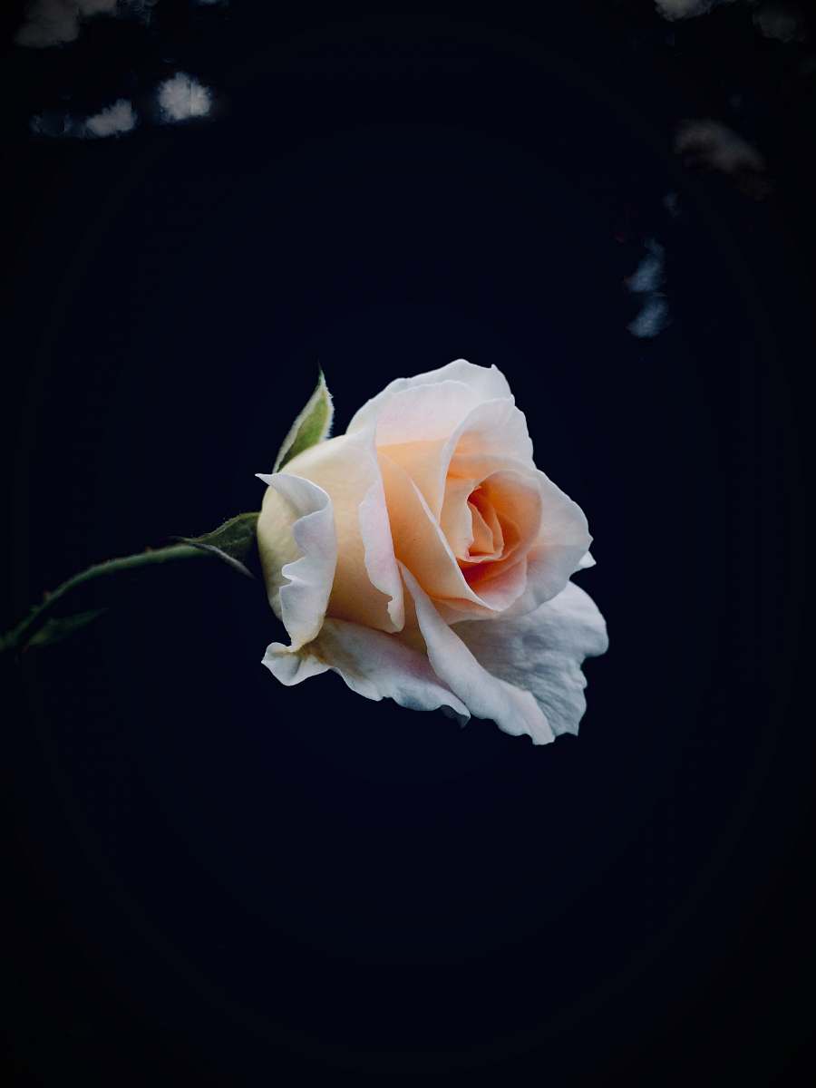 flower shallow focus photo of white rose rose
