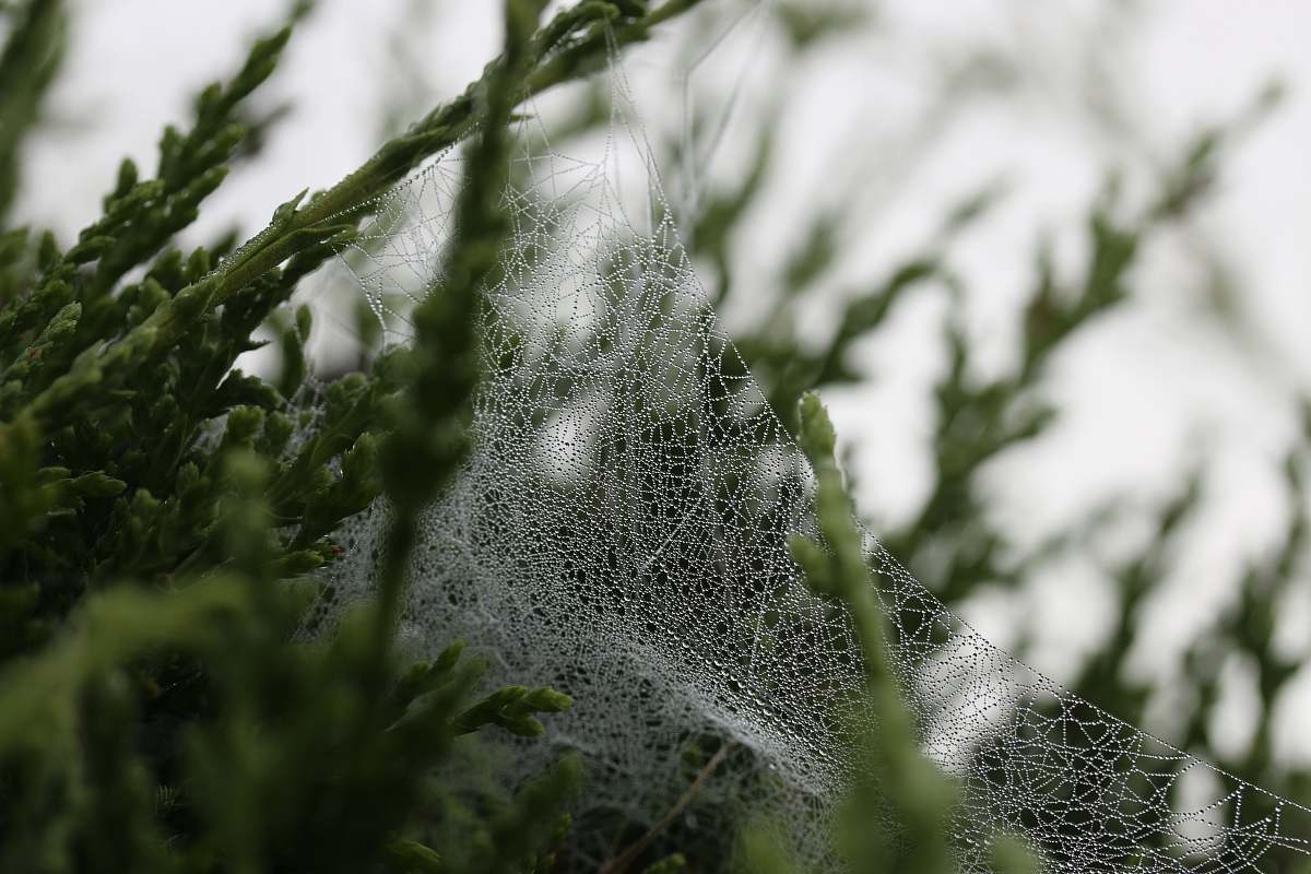 drops shallow focus photography of green leafed plant tree