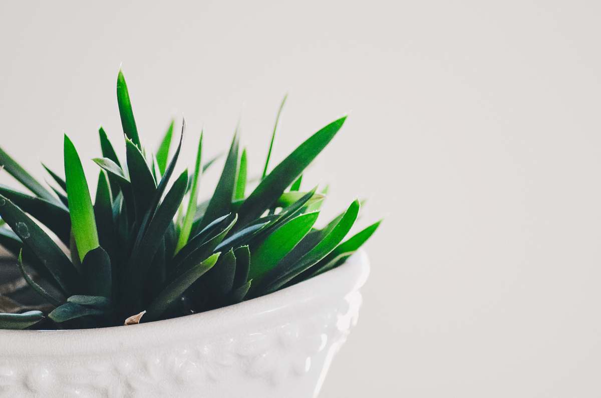 pot shallow focus photography of green leafed plants in vase potted plant