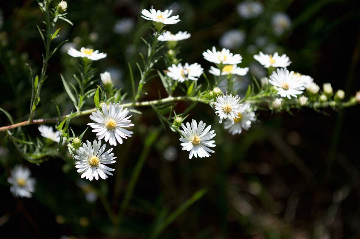 flower shallow focus photography of white dandelions daisy