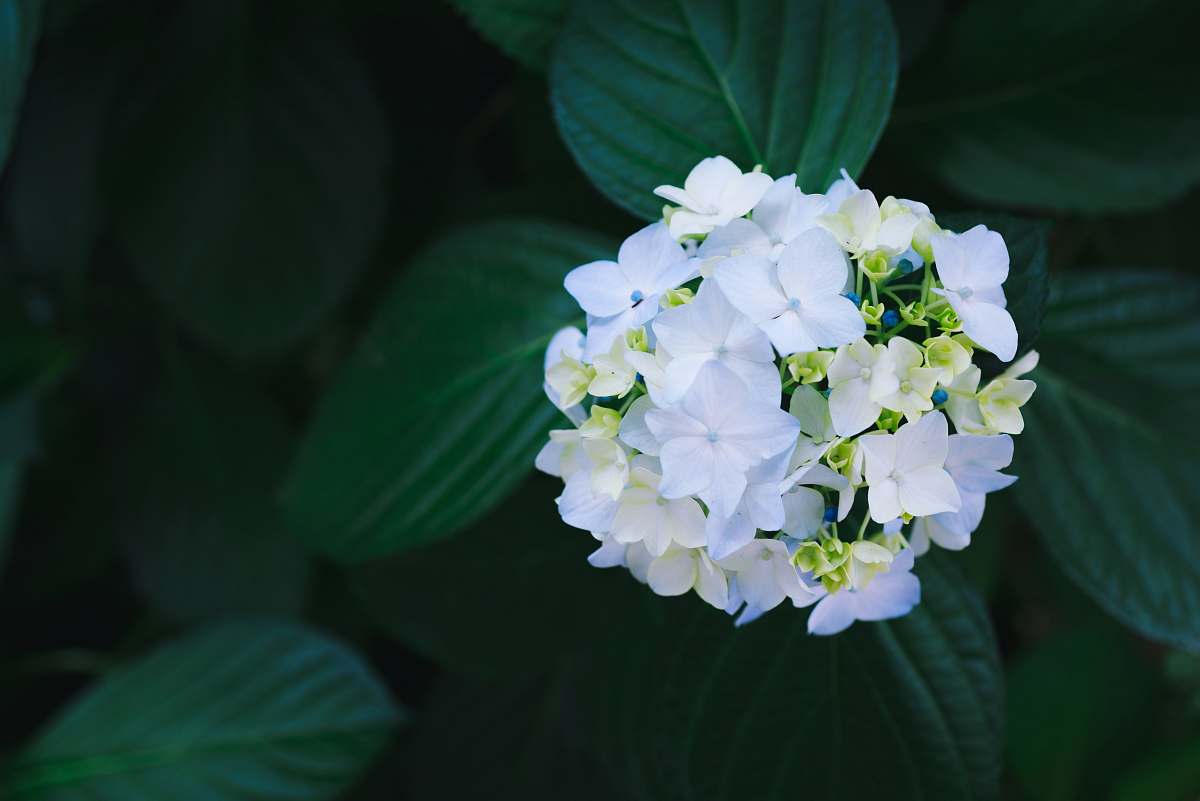 flower shallow focus photography of white flowers flora