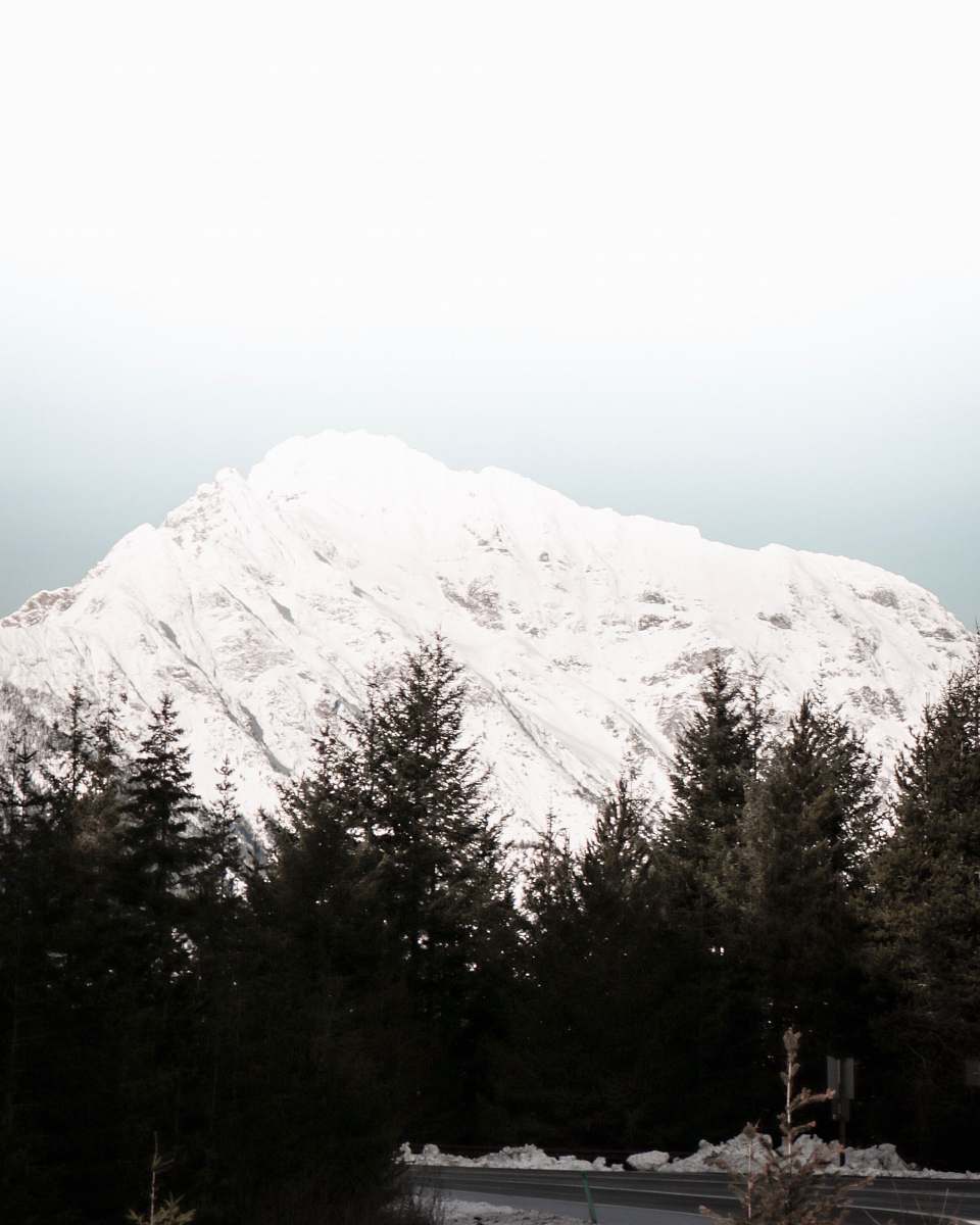 tree snowy peak mountain abies