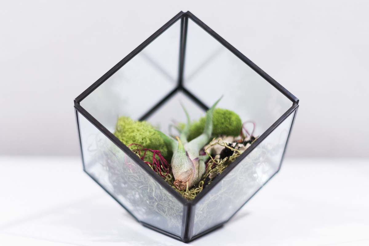 glass square clear glass terrarium on white surface container
