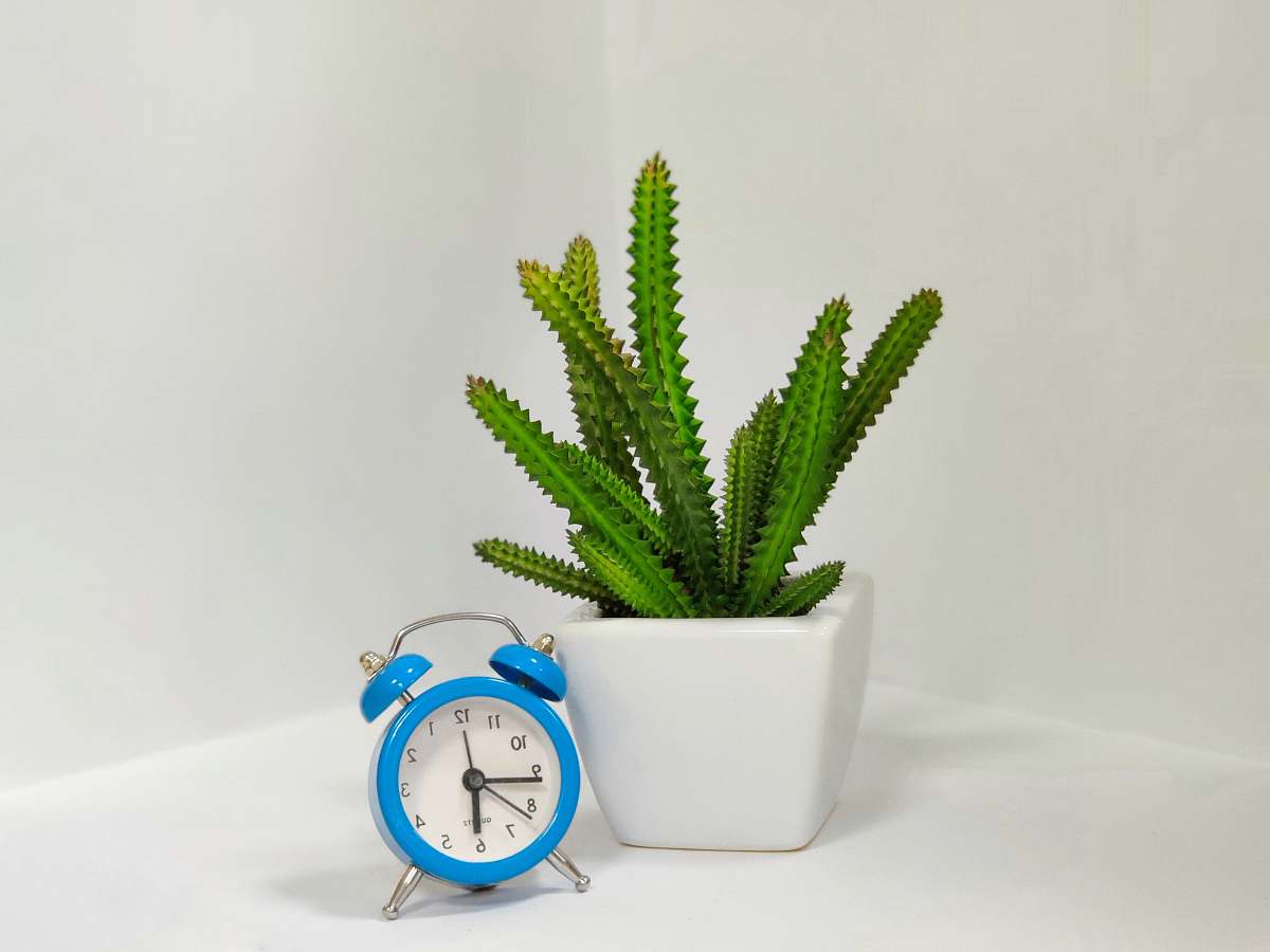 green succulent in white ceramic vase beside blue alarm clock bangalore