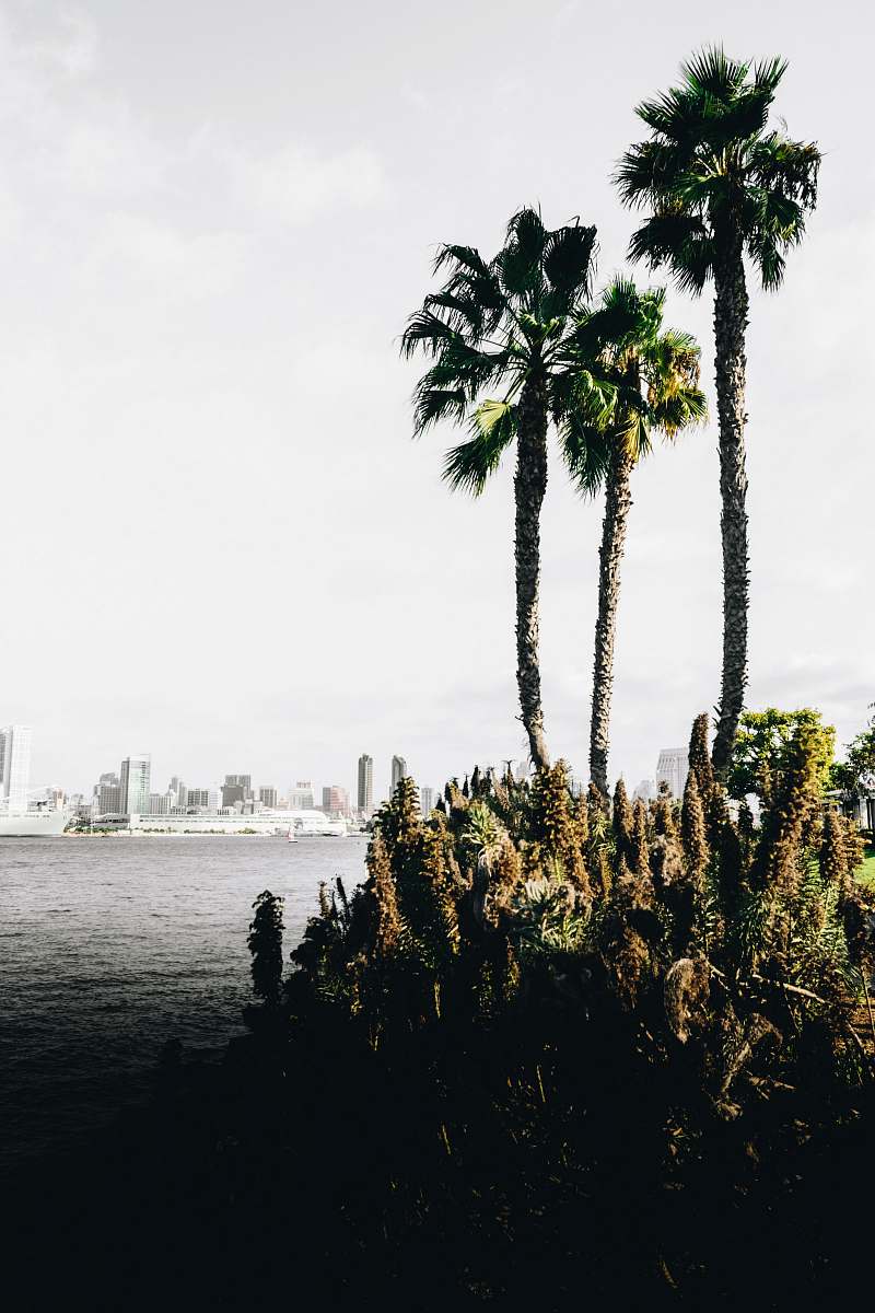 tree three palm trees in sea shore abies