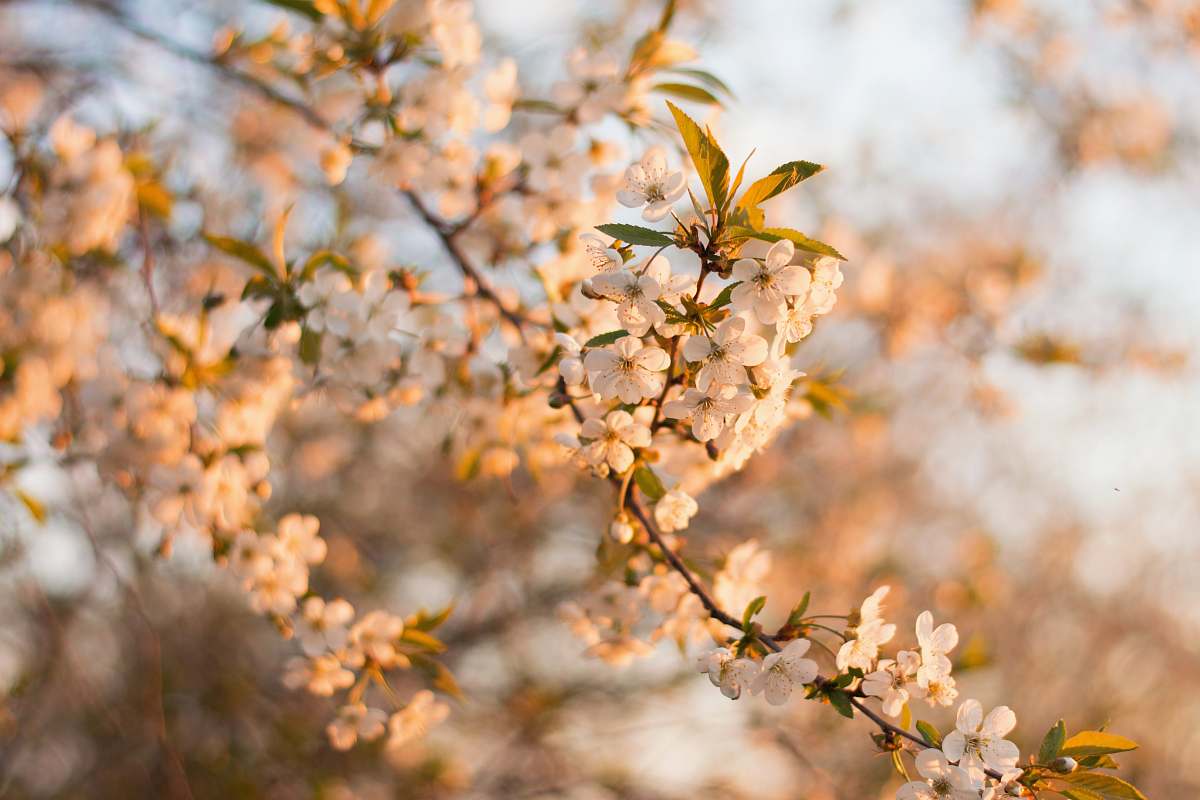 flower tilt shift lens photography of white flowers during daytime blossom