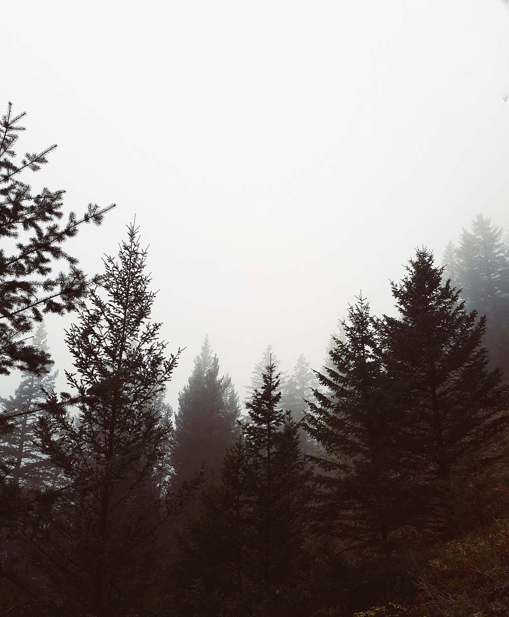 abies trees with fog fir