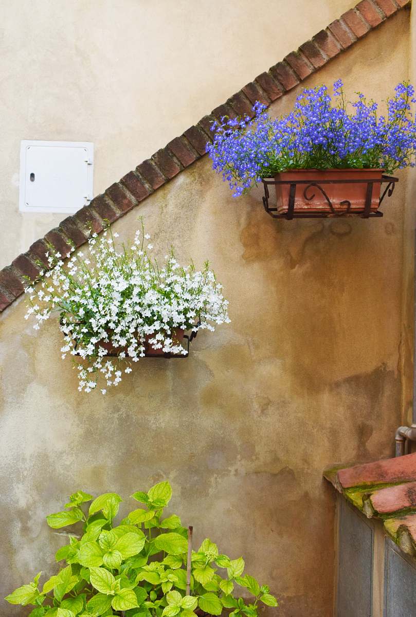 flower two blue and white petaled flower hanged on wall flora
