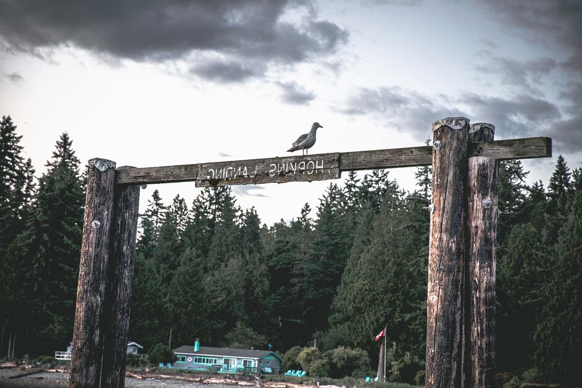 bird white and gray seagull tree