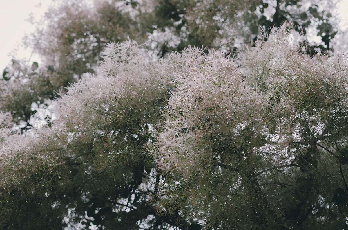 blossom white and green tree tree
