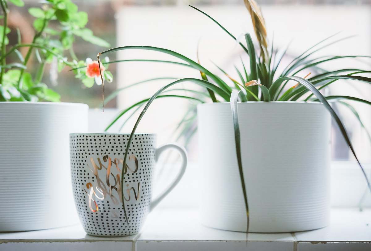 pot white and silver ceramic mug near flower pot jar