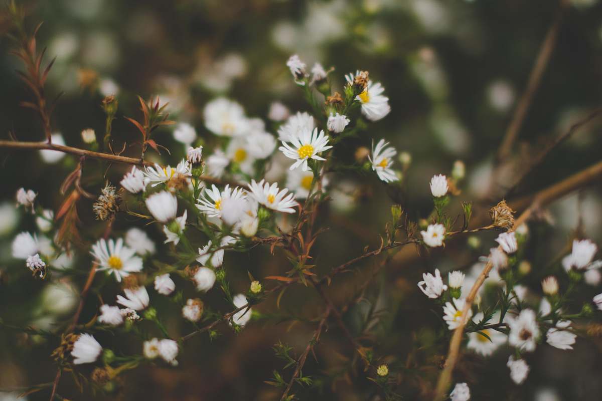 flower white baby's-breath flowers blooming at daytime daisy