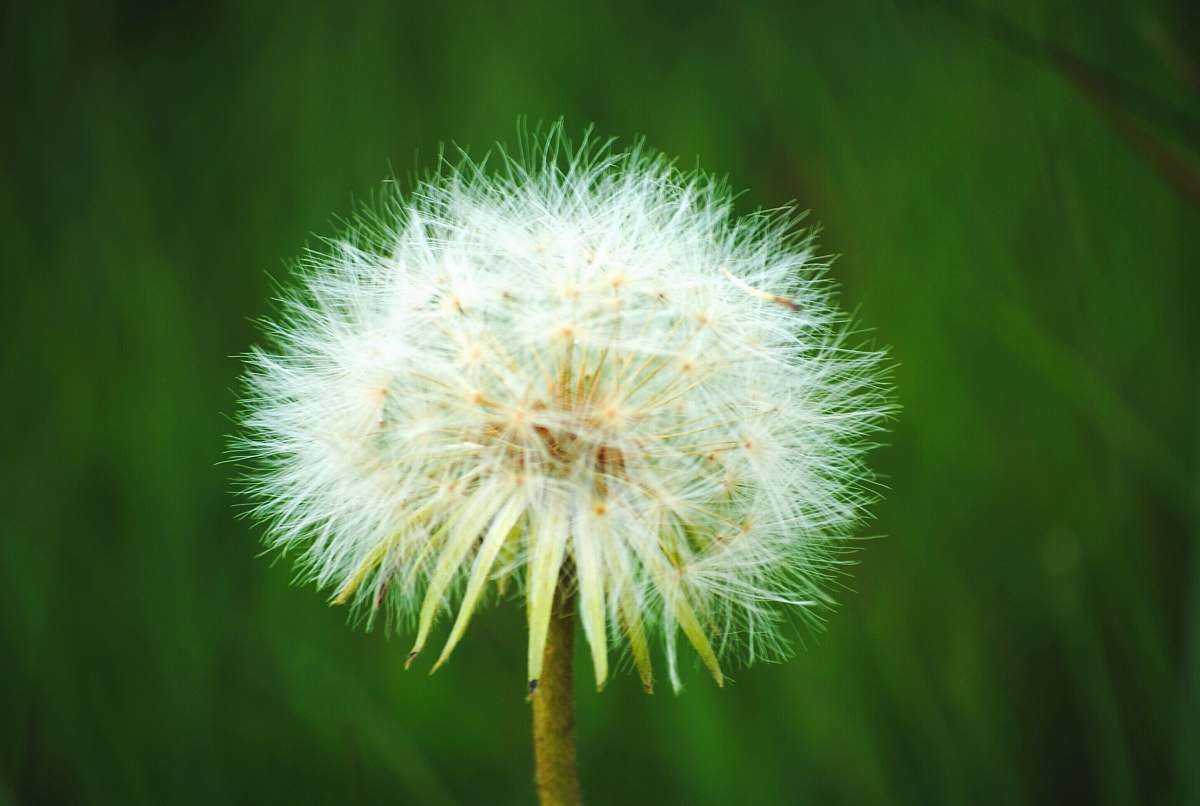 blossom white dandelion flower dandelion