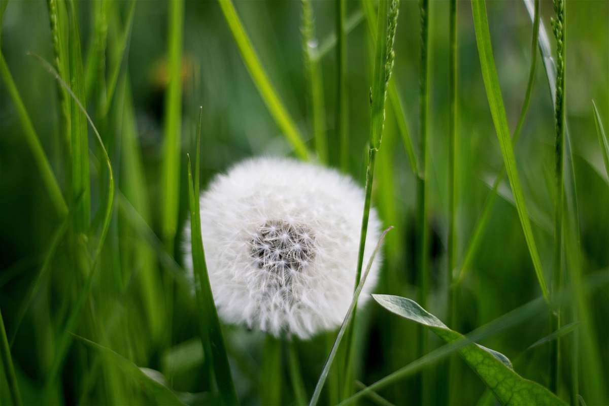 flower white dandelion dandelion