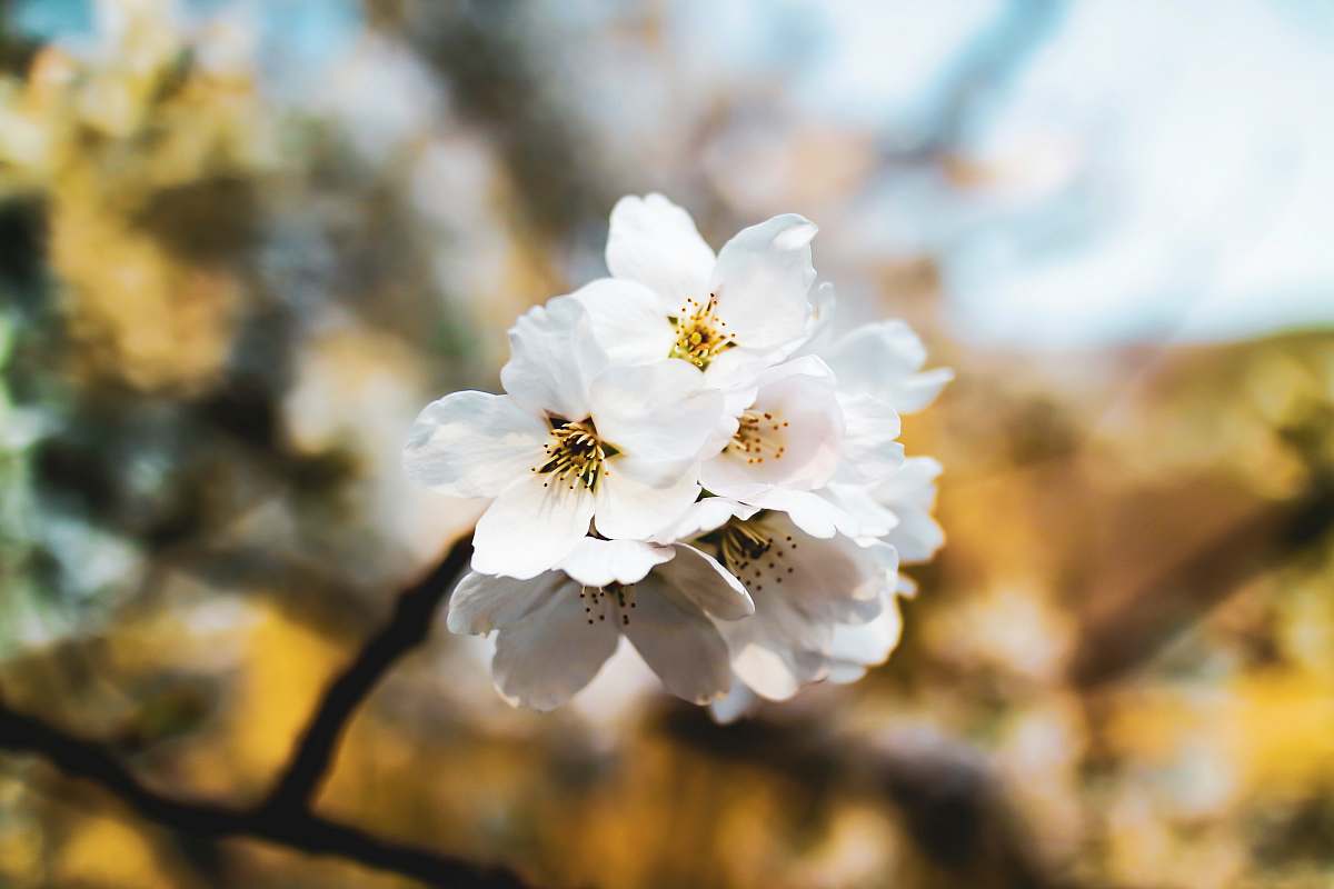 pollen white dogwood blossoms blossom