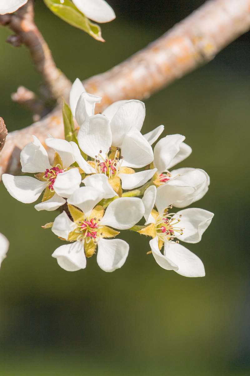 blossom white flower bloom during daytime selective focus photography pollen