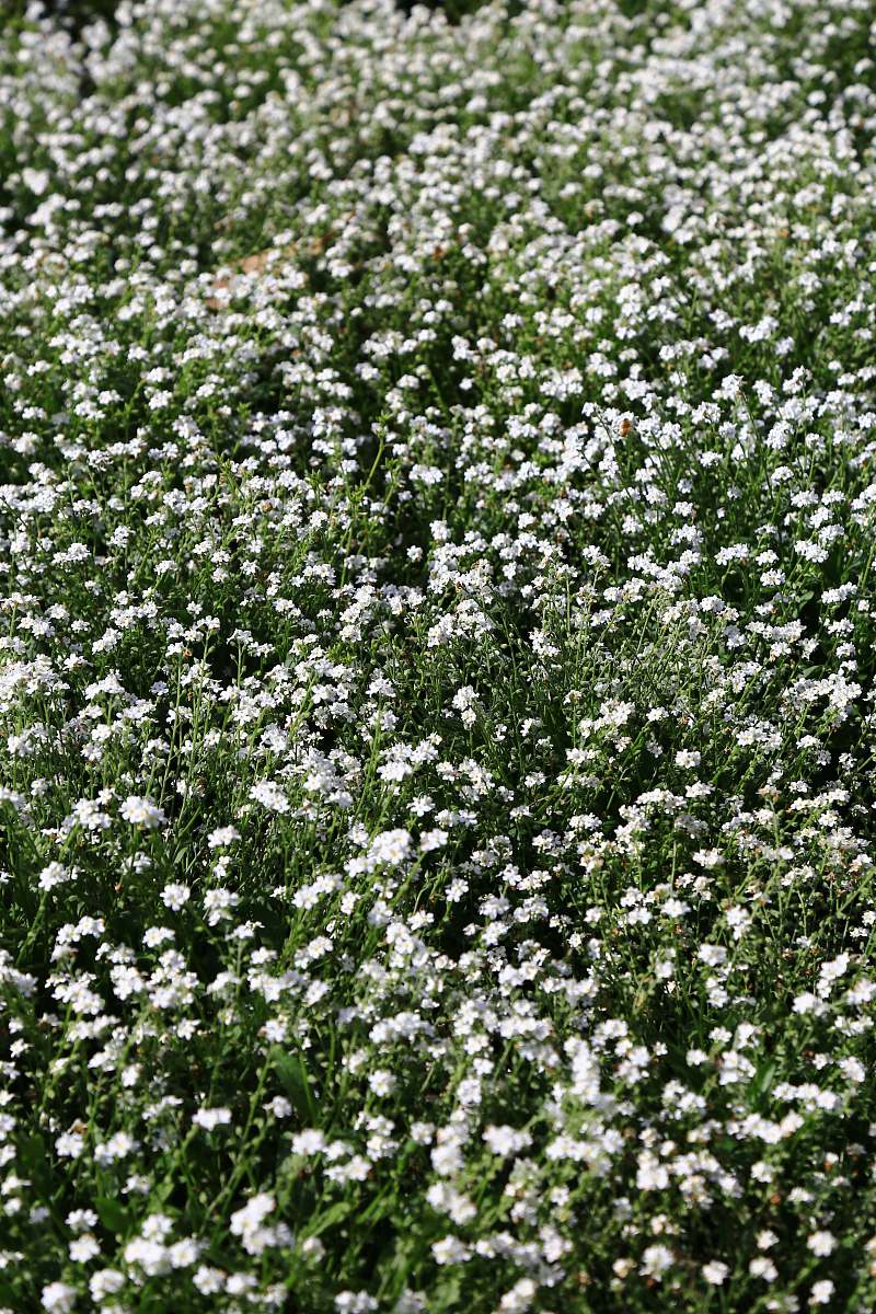 blossom white flower field flower