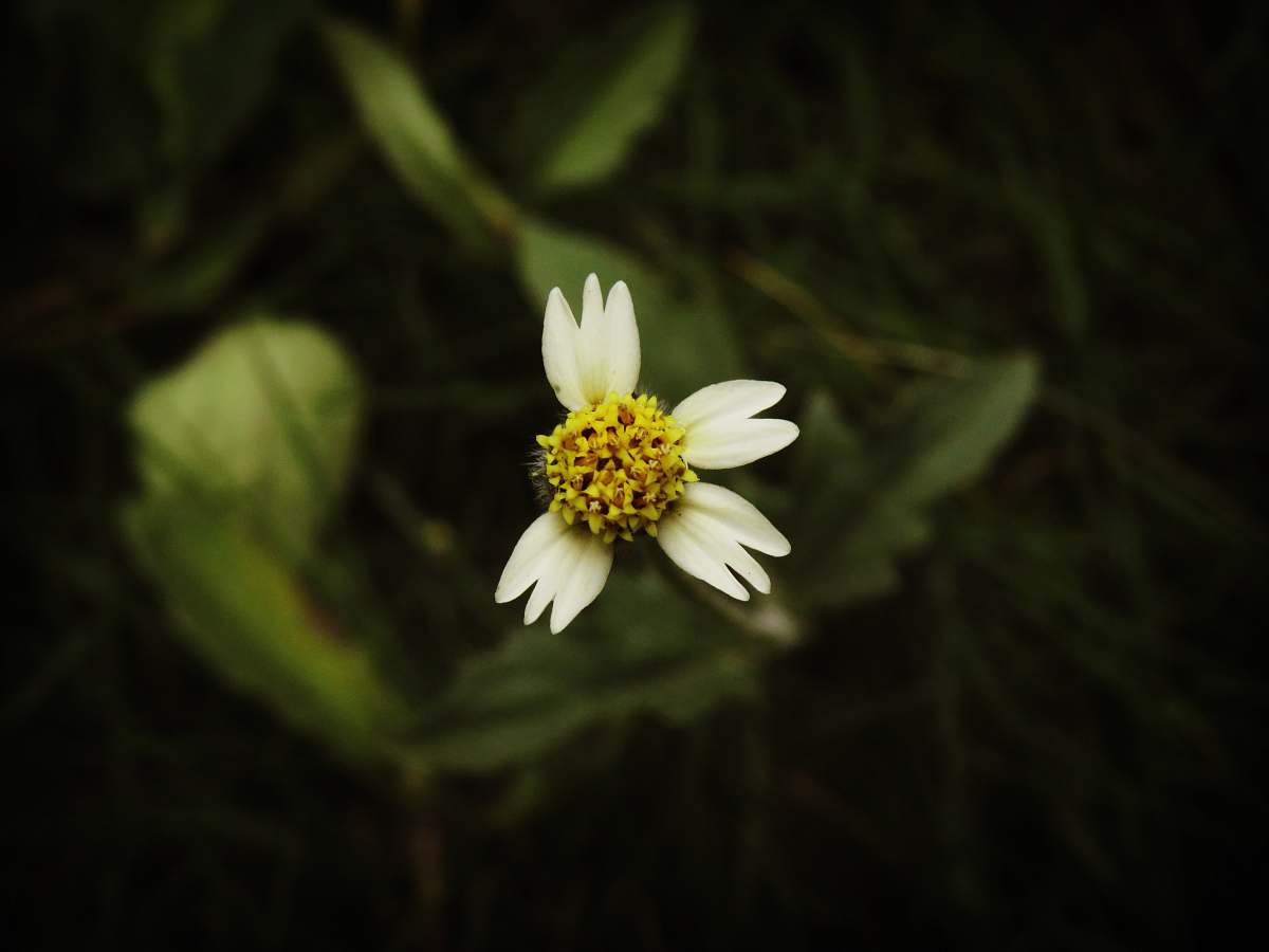 pollen white flower flower