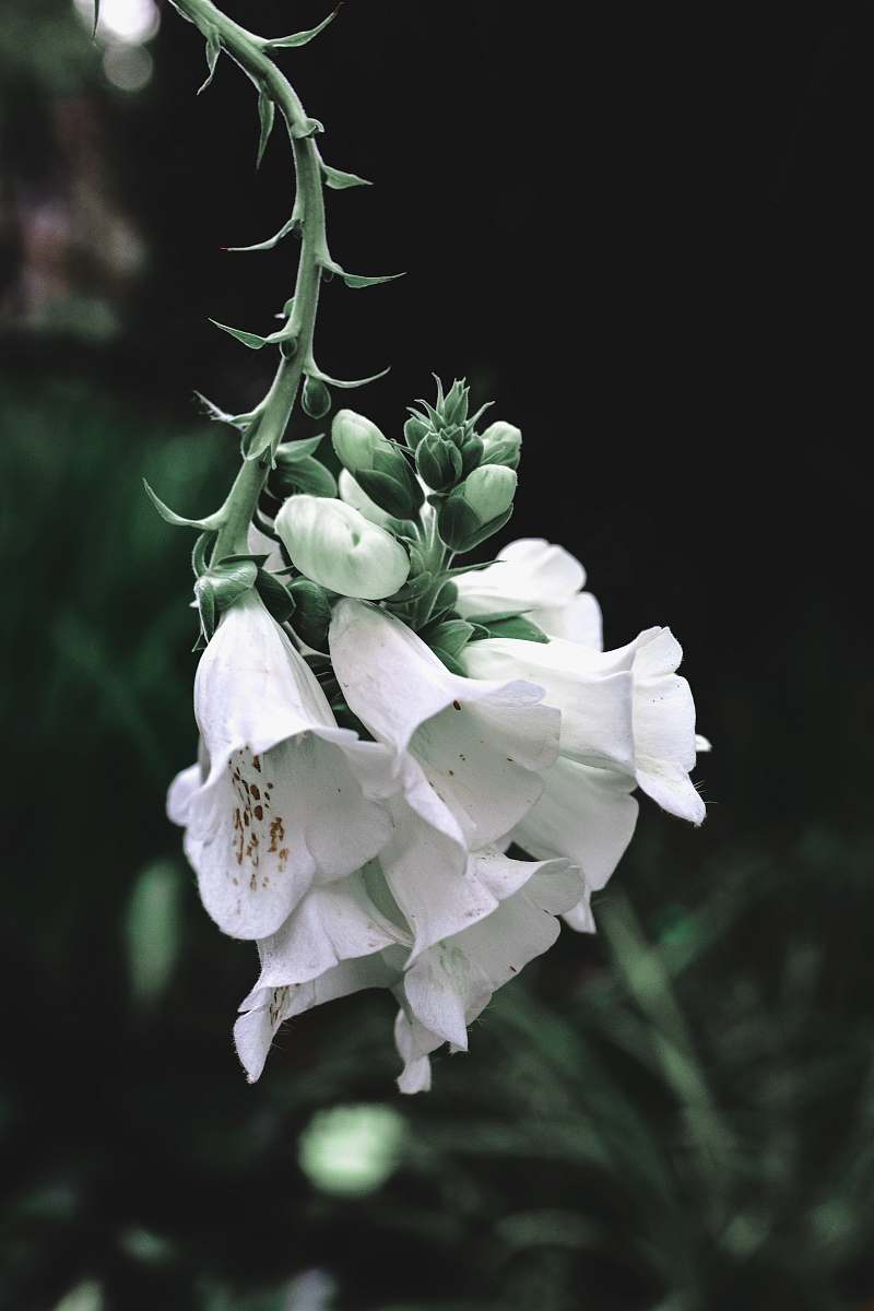 flower white flowering plant blossom